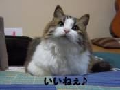 �N���b�N�Ŋg��\�� ( .jpg / 33.1KB )