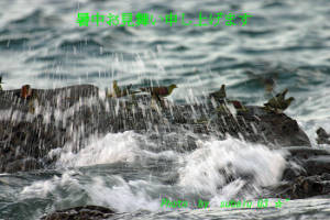 �N���b�N�Ŋg��\�� ( .jpg / 143.5KB )