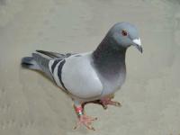 �N���b�N�Ŋg��\�� ( .jpg / 84.4KB )