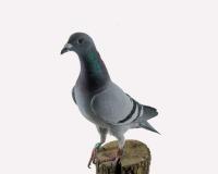 �N���b�N�Ŋg��\�� ( .jpg / 229.2KB )