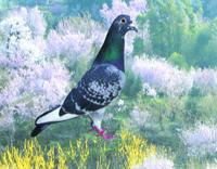 �N���b�N�Ŋg��\�� ( .jpg / 54.9KB )