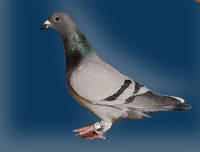 �N���b�N�Ŋg��\�� ( .jpg / 37.3KB )