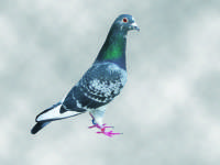 �N���b�N�Ŋg��\�� ( .jpg / 158.1KB )