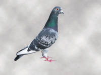 �N���b�N�Ŋg��\�� ( .jpg / 132.8KB )