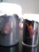 �N���b�N�Ŋg��\�� ( .jpg / 24.6KB )