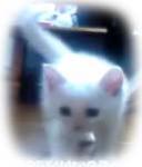 �N���b�N�Ŋg��\�� ( .jpg / 15.2KB )