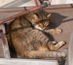 �N���b�N�Ŋg��\�� ( .jpg / 53.2KB )