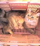 �N���b�N�Ŋg��\�� ( .jpg / 73.8KB )