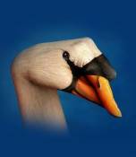 NbNŊg\ ( .jpg / 41.5KB )