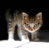 NbNŊg\ ( .jpg / 67.6KB )